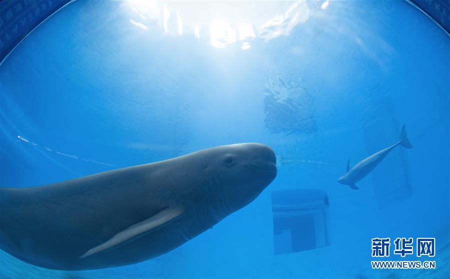 Galeria: Golfinhos do Rio Yangtze protegidos em Wuhan