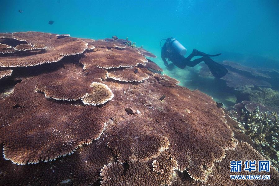 Treinadores de mergulho fazem voluntariado na prote??o de recifes de coral