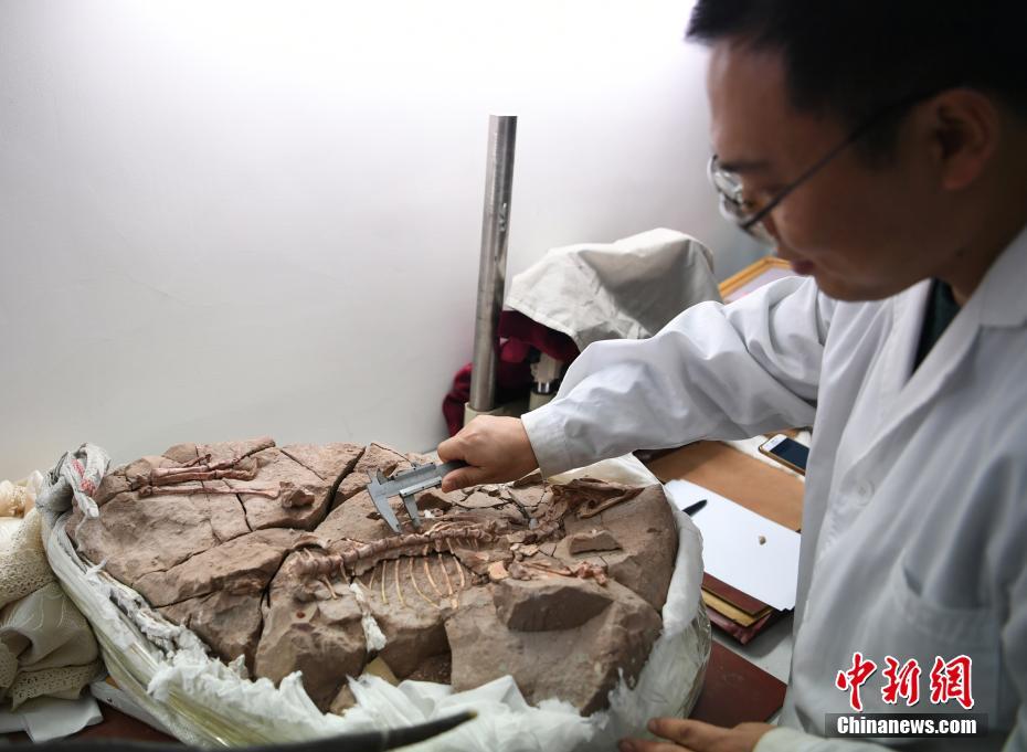 Registro mais antigo de esmalte ondulado de dinossauro encontrado na China