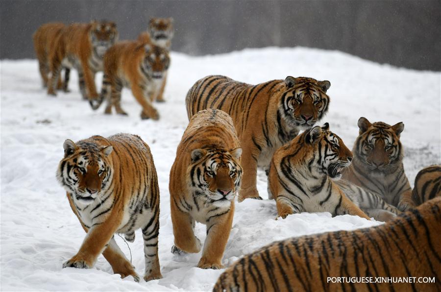Tigres siberianos no Centro de Cria??o de Felinos Hengdaohezi da China em Hailin