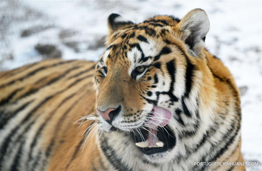 Tigres siberianos no Centro de Cria??o de Felinos Hengdaohezi da China em Hailin