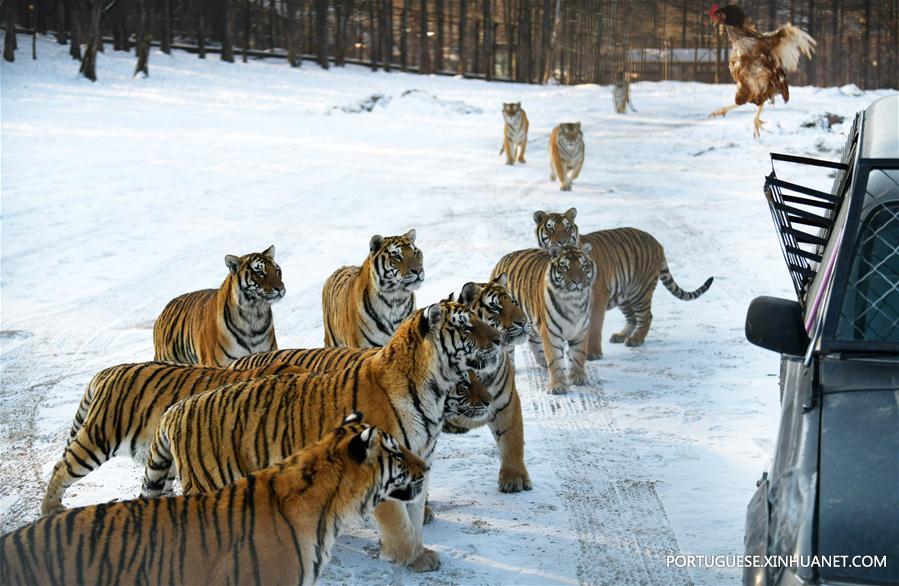 Tigres siberianos no Centro de Cria??o de Felinos Hengdaohezi da China em Hailin