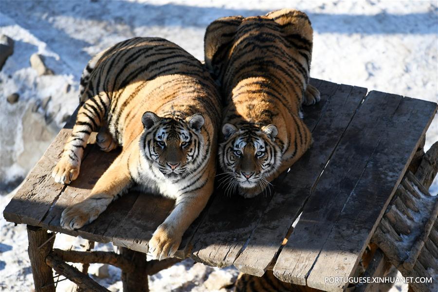 Tigres siberianos no Centro de Cria??o de Felinos Hengdaohezi da China em Hailin