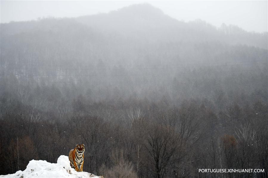 Tigres siberianos no Centro de Cria??o de Felinos Hengdaohezi da China em Hailin