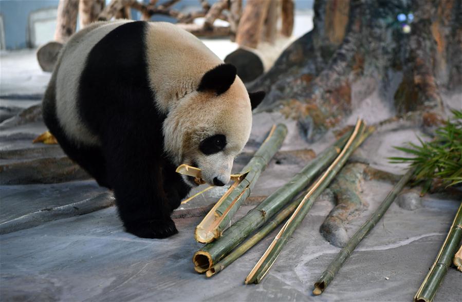 Pandas-gigantes de Sichuan fazem estreia pública em Hainan, sul da China