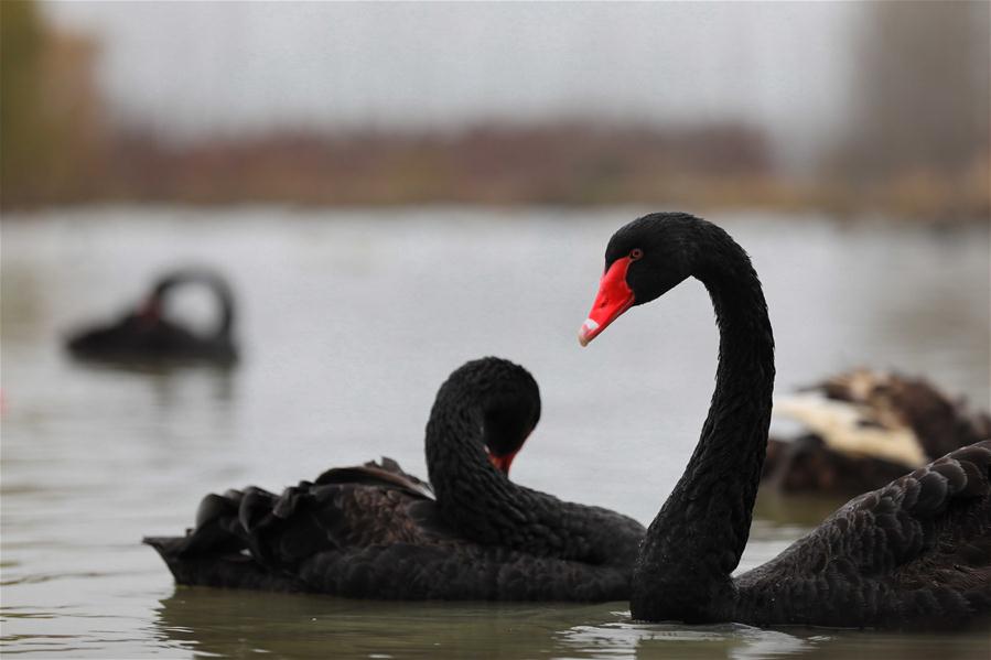 Ciprestes: Prote??o contra eros?o e atrativo para vários tipos de aves