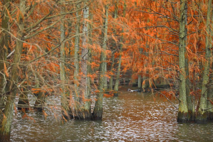 Ciprestes: Prote??o contra eros?o e atrativo para vários tipos de aves