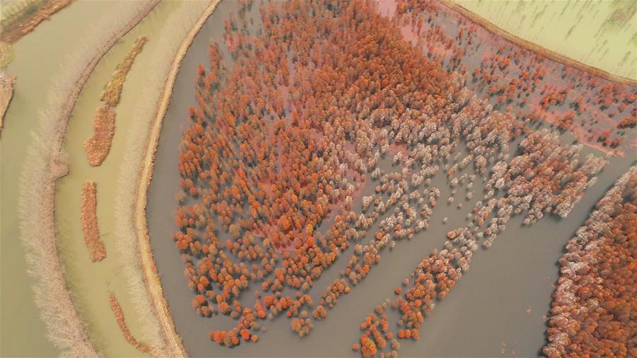 Ciprestes: Prote??o contra eros?o e atrativo para vários tipos de aves