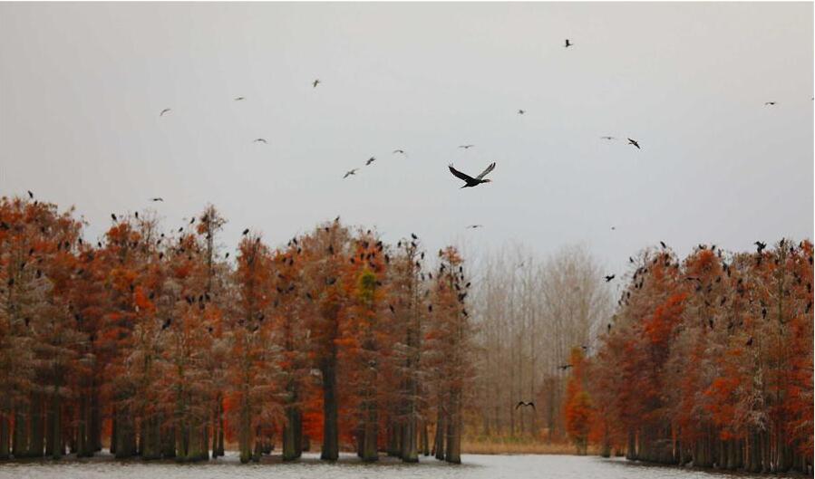 Ciprestes: Prote??o contra eros?o e atrativo para vários tipos de aves