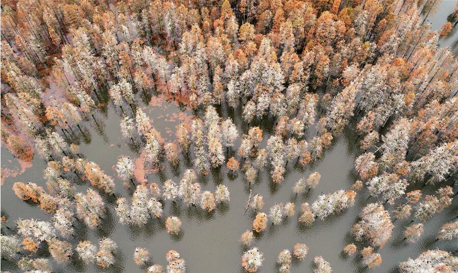 Ciprestes: Prote??o contra eros?o e atrativo para vários tipos de aves