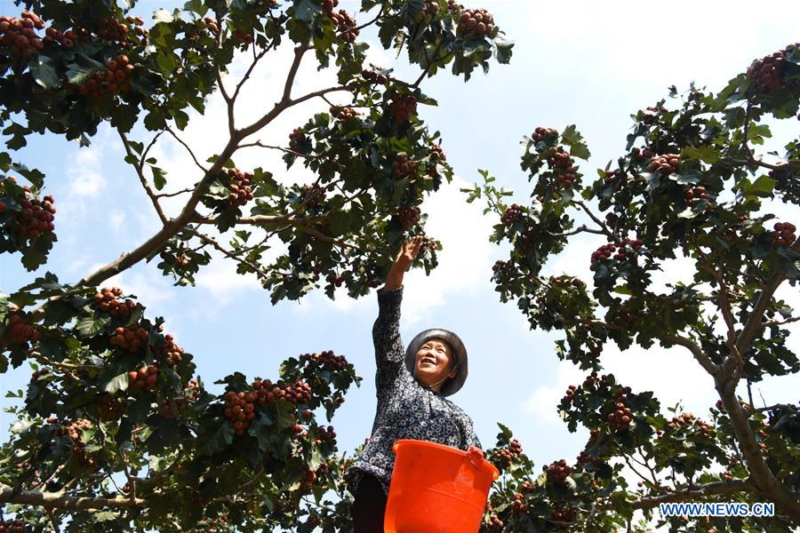 áreas profundamente pobres da China fazem rápido progresso no alívio da pobreza