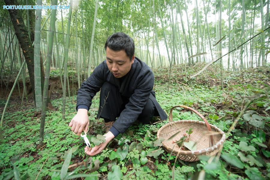 Shu Nan: Famoso fabricante de incensos em Zhejiang