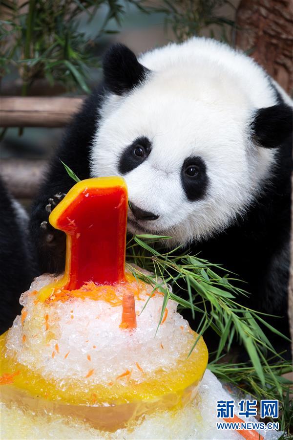Galeria: 2a panda gigante nascida na Malásia celebra aniversário
