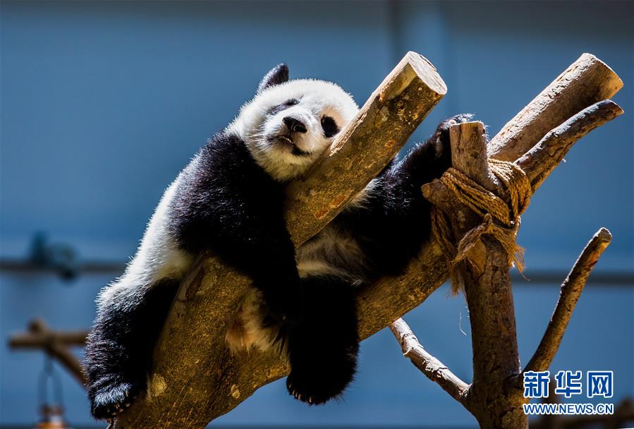Galeria: 2a panda gigante nascida na Malásia celebra aniversário