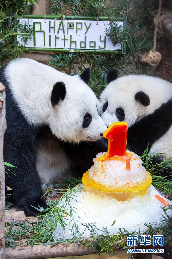 Galeria: 2a panda gigante nascida na Malásia celebra aniversário