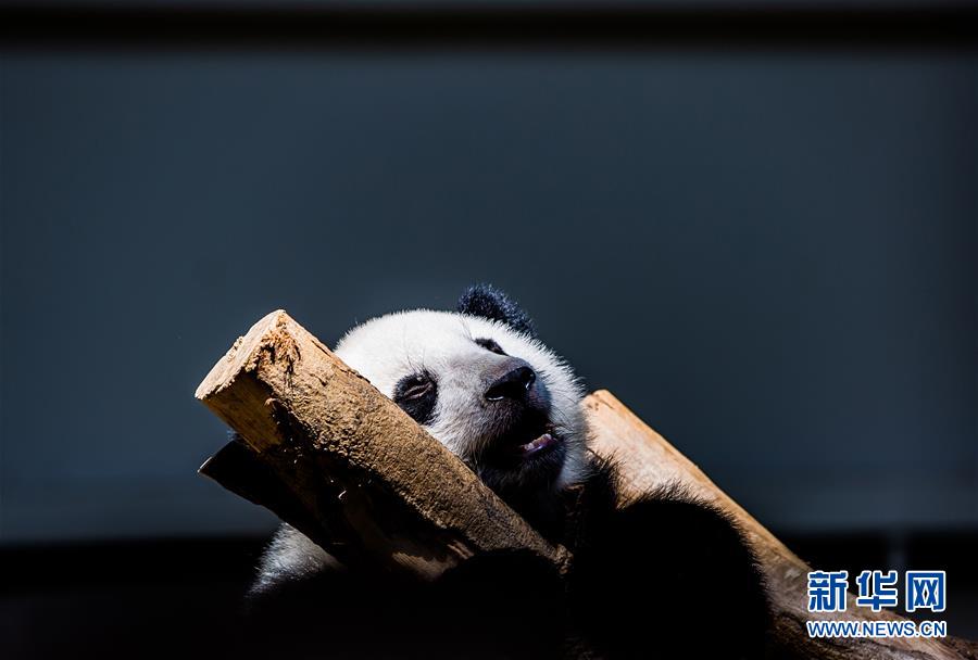 Galeria: 2a panda gigante nascida na Malásia celebra aniversário