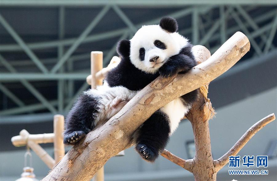Galeria: 2a panda gigante nascida na Malásia celebra aniversário