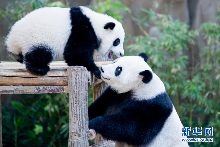 Galeria: 2a panda gigante nascida na Malásia celebra aniversário