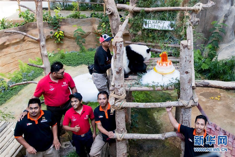 Galeria: 2a panda gigante nascida na Malásia celebra aniversário