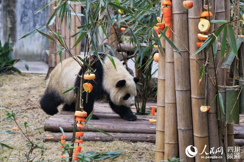 Chengdu: Pandas gigantes recebem presente nas comemora??es do Festival da Primavera 