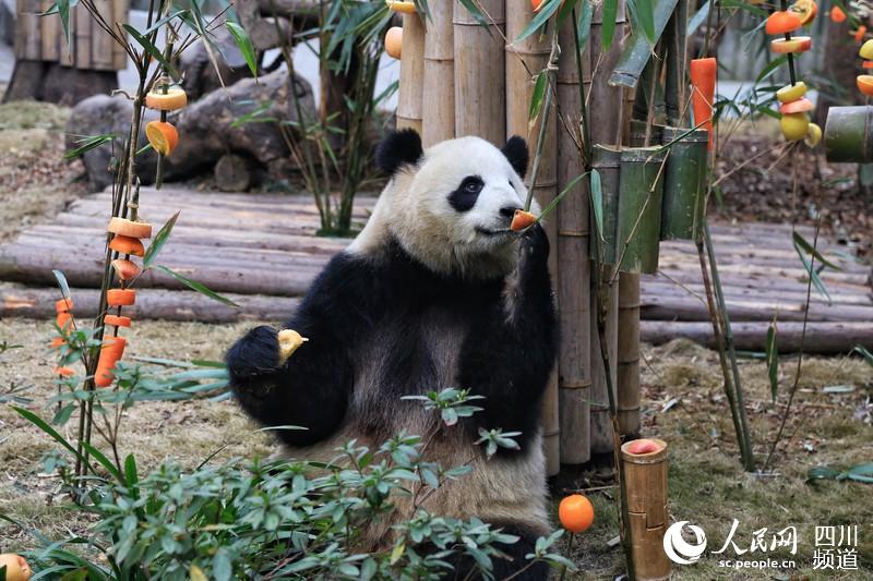 Chengdu: Pandas gigantes recebem presente nas comemora??es do Festival da Primavera 