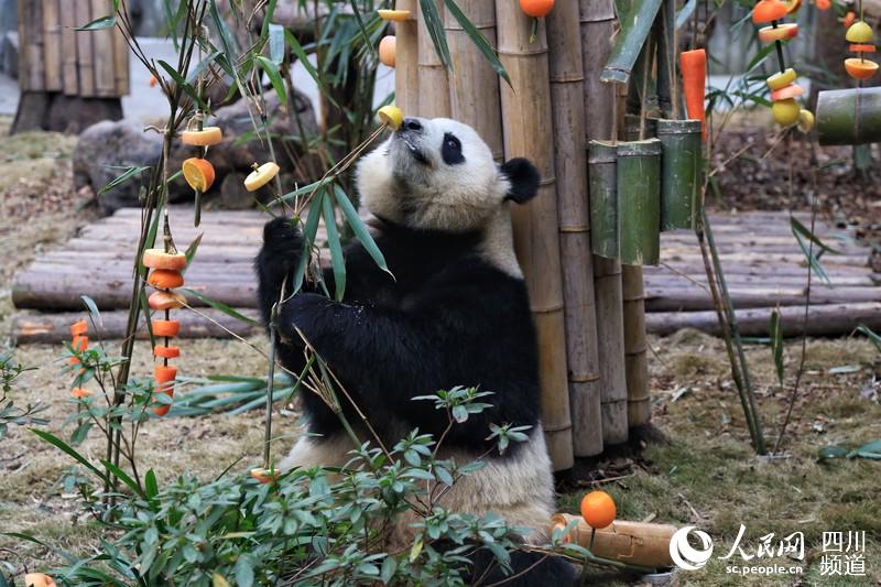 Chengdu: Pandas gigantes recebem presente nas comemora??es do Festival da Primavera 