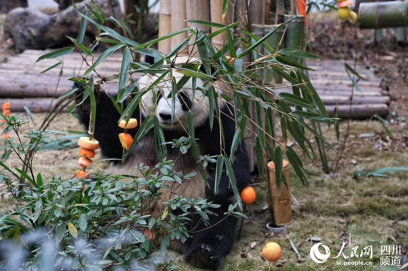 Chengdu: Pandas gigantes recebem presente nas comemora??es do Festival da Primavera 