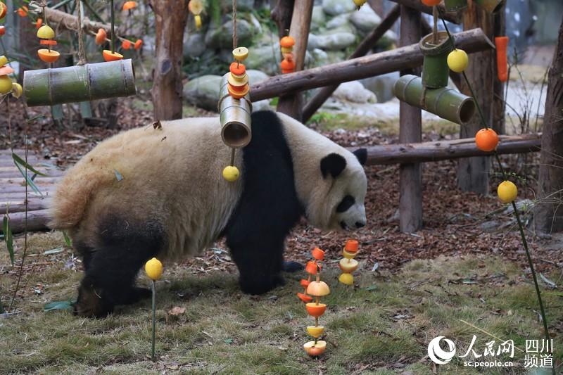 Chengdu: Pandas gigantes recebem presente nas comemora??es do Festival da Primavera 