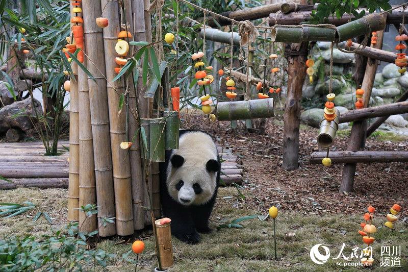 Chengdu: Pandas gigantes recebem presente nas comemora??es do Festival da Primavera 
