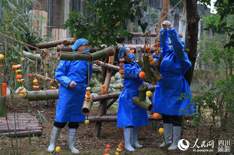 Chengdu: Pandas gigantes recebem presente nas comemora??es do Festival da Primavera 
