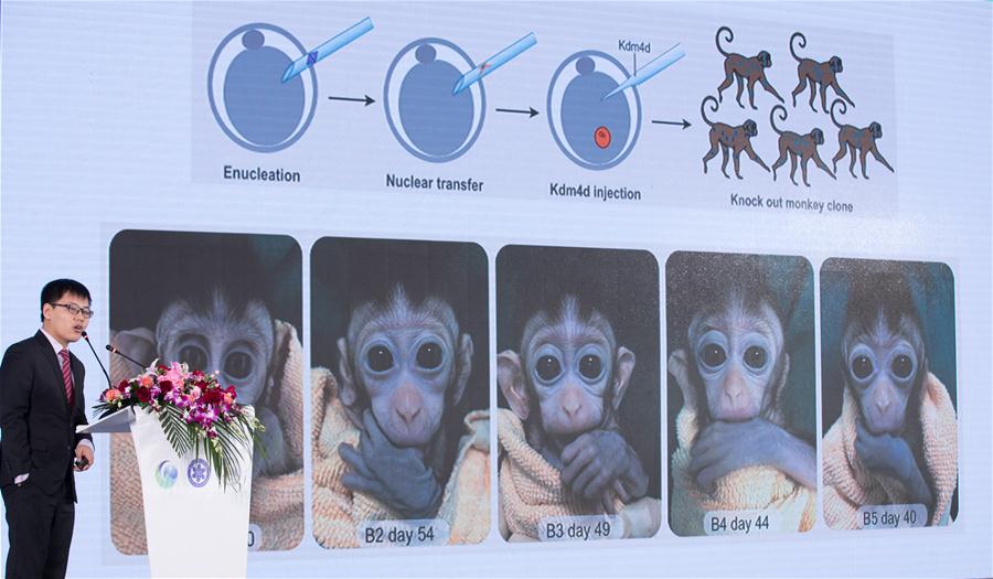 Macacos clonados abrem caminho à compreens?o dos distúrbios circadianos
