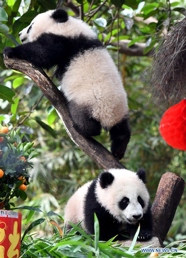 Galeria: Filhotes de panda gigante apreciam presente especial do Ano Novo Chinês em Guangdong