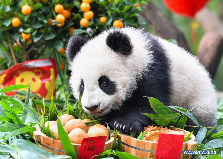 Galeria: Filhotes de panda gigante apreciam presente especial do Ano Novo Chinês em Guangdong