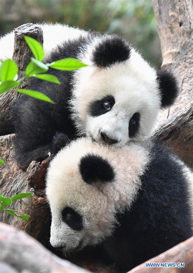 Galeria: Filhotes de panda gigante apreciam presente especial do Ano Novo Chinês em Guangdong