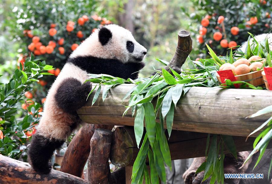 Galeria: Filhotes de panda gigante apreciam presente especial do Ano Novo Chinês em Guangdong