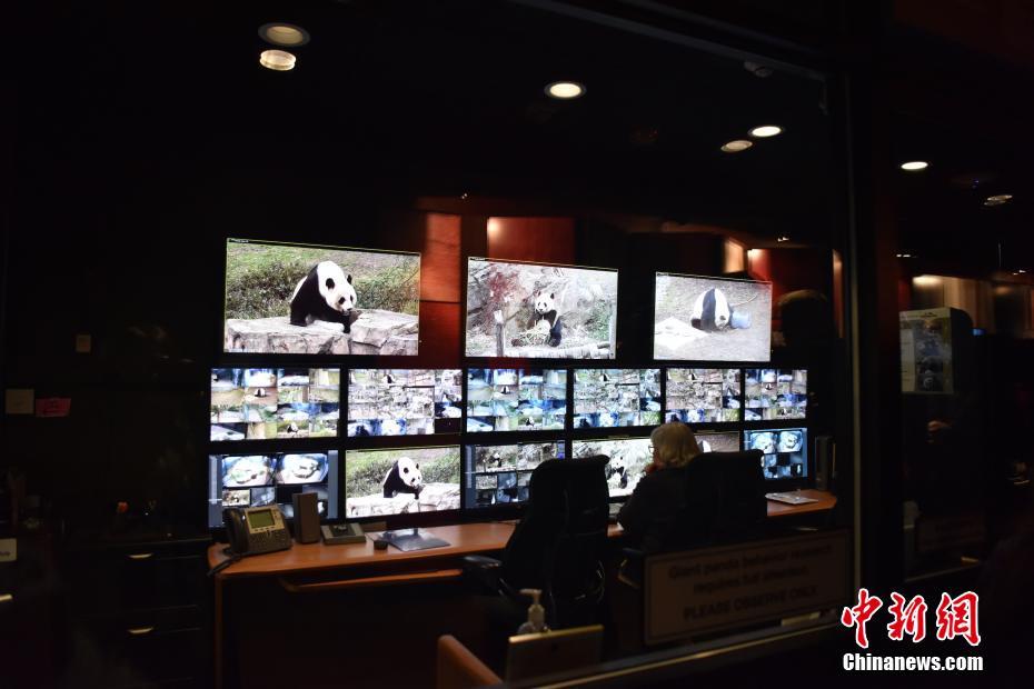 Pandas de zoológico de Washington recebem novo lar