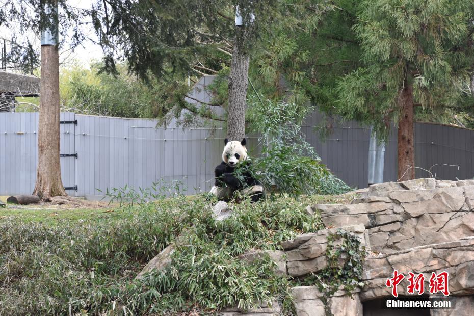 Pandas de zoológico de Washington recebem novo lar