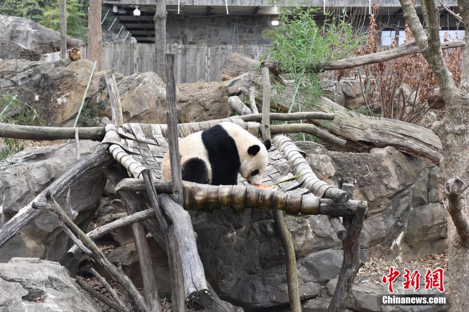 Pandas de zoológico de Washington recebem novo lar