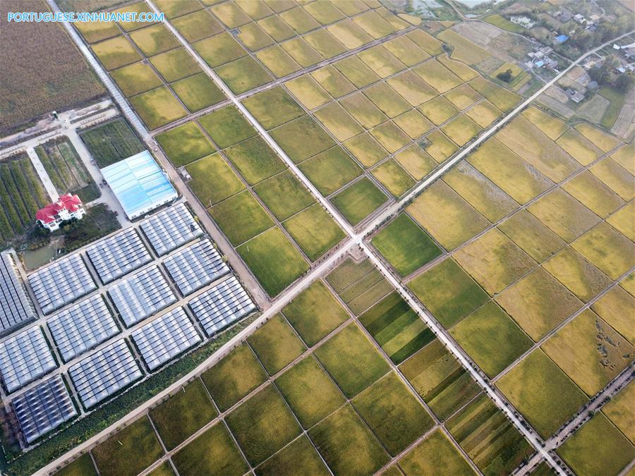 Estratégia de revitaliza??o rural torna o campo mais bonito e modernizado