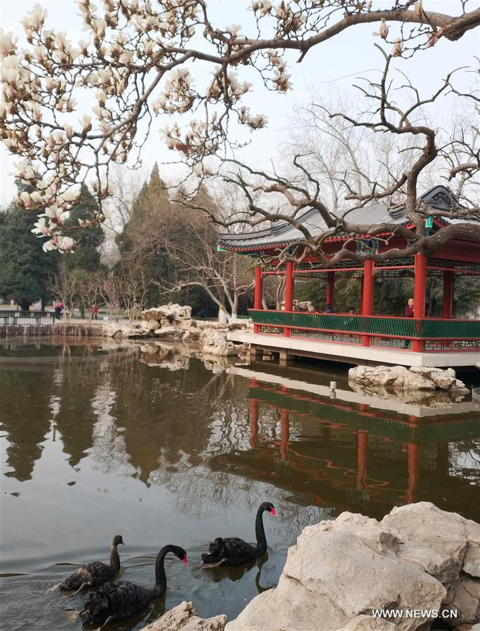 Galeria: Paisagem da primavera em Beijing 