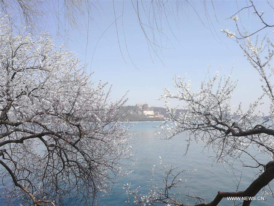 Galeria: Paisagem da primavera em Beijing 