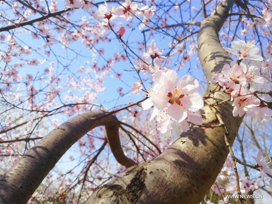 Galeria: Paisagem da primavera em Beijing 