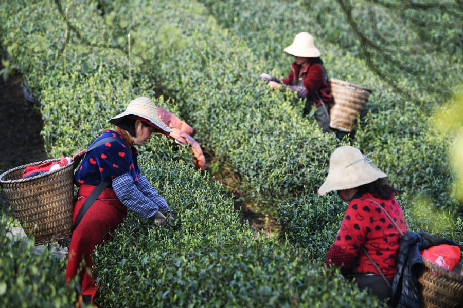 Galeria:Temporada de colheita de chá come?a na China