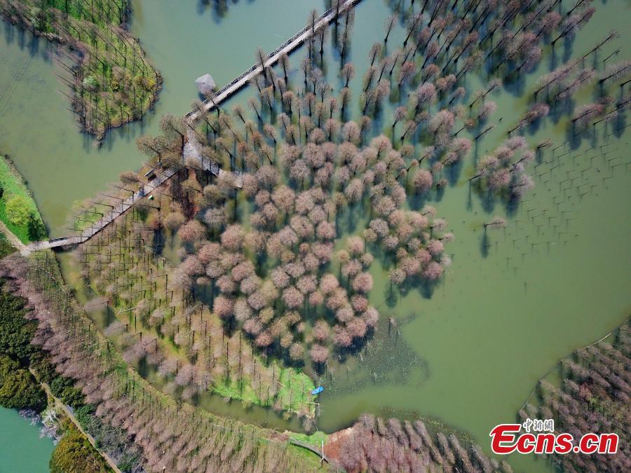 Reserva natural de Shanghai na primavera 