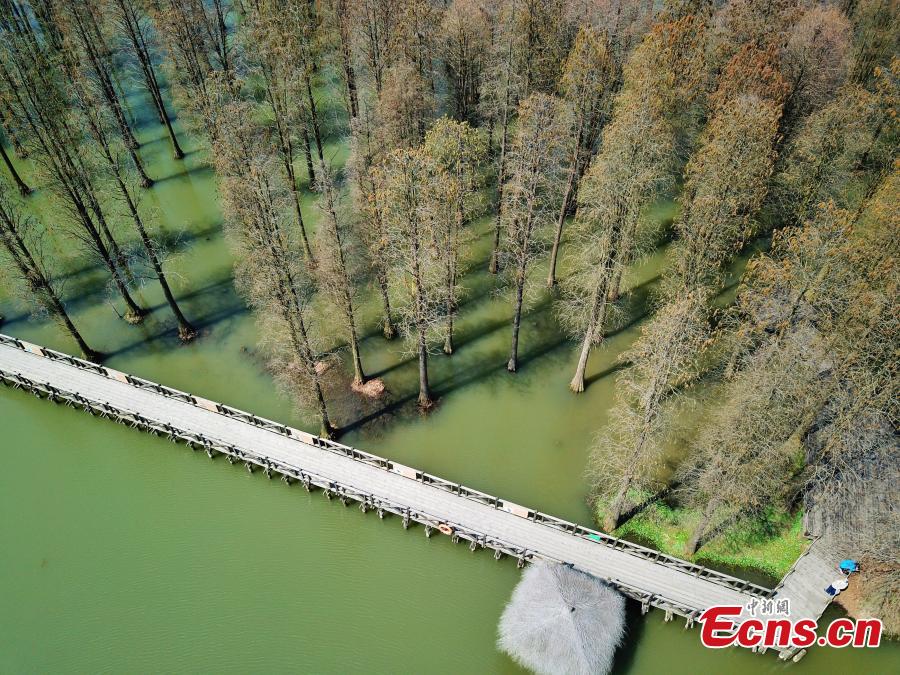 Reserva natural de Shanghai na primavera 