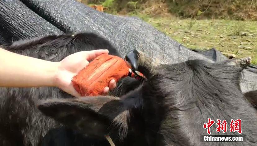 Insólito: pastor recorre a GPS para controlar rebanho