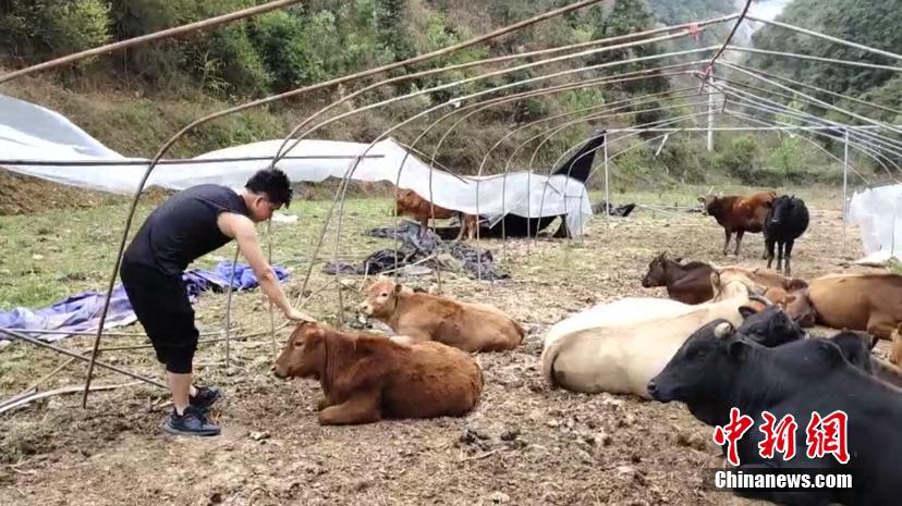 Insólito: pastor recorre a GPS para controlar rebanho