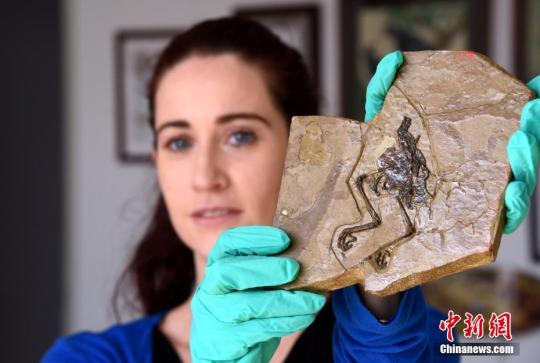 Fóssil de ave da era dos dinossauros encontrada com ovo n?o eclodido