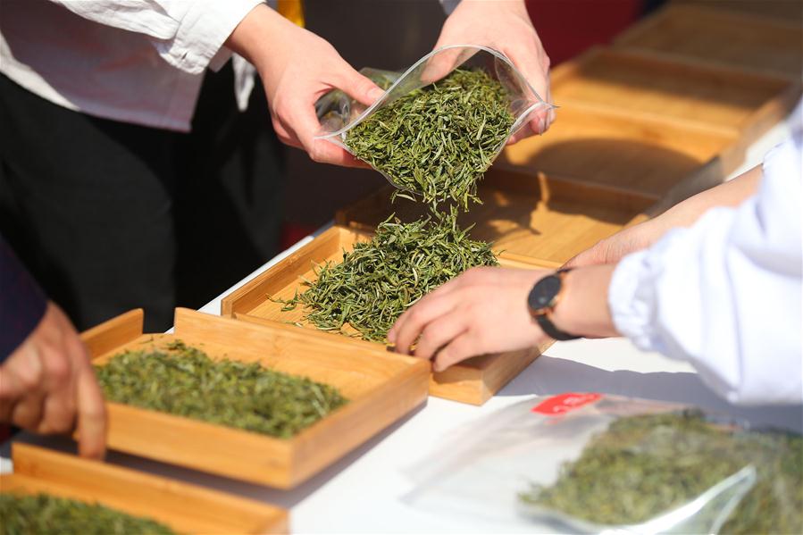 Competi??o de chá em Huangshan, província de Anhui