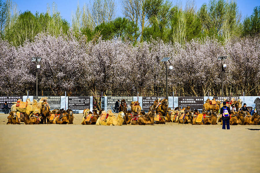 Galeria: Flores de damasco implusionam turismo no noroeste da China